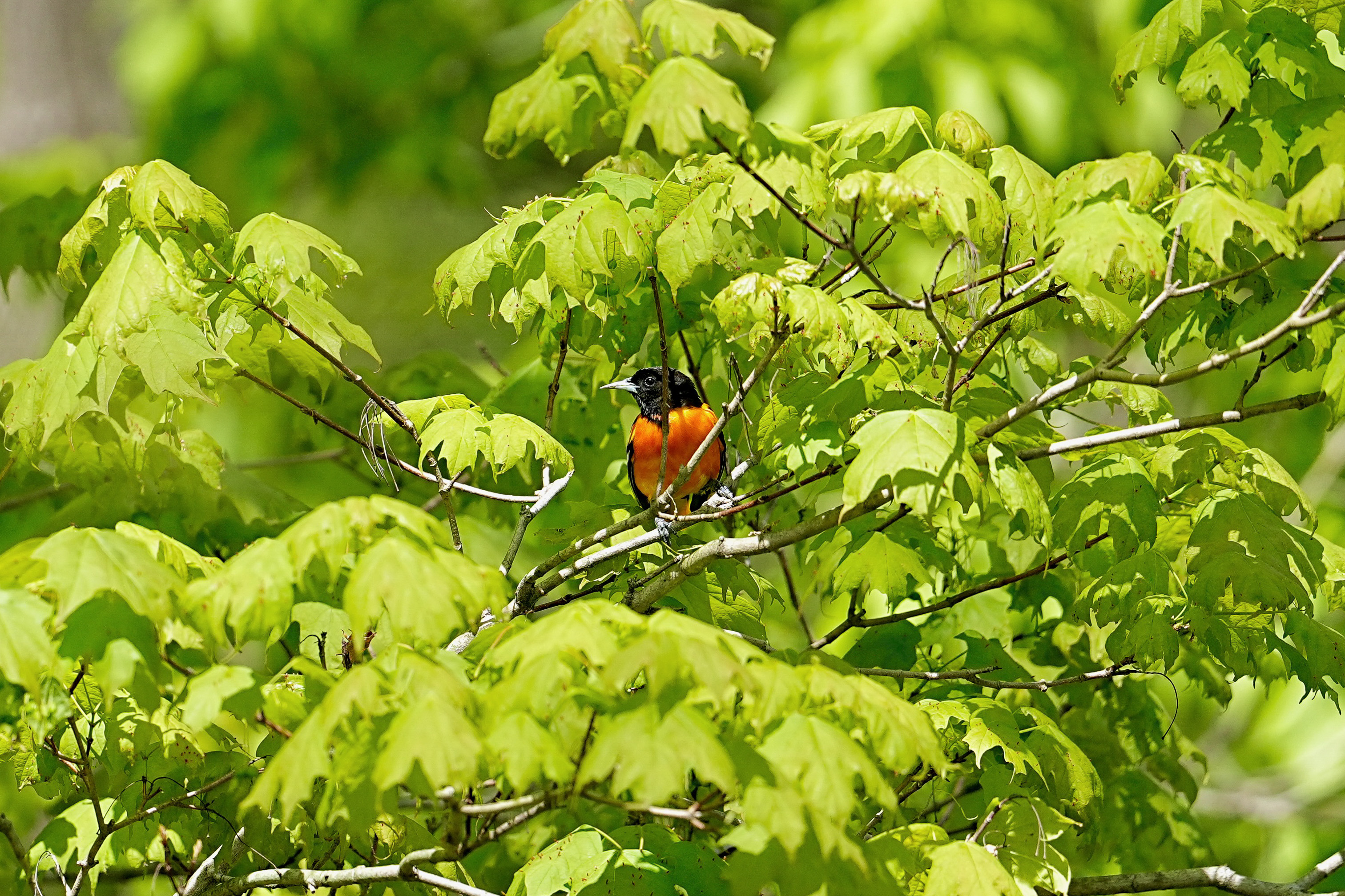 Cornell Campus Wildlife